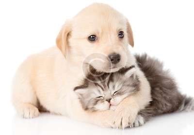 An Inside Look at Helper Animals