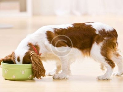 Airline Travel with Pets