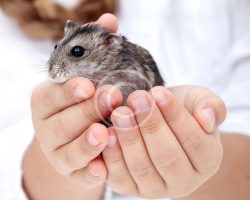 7 Small Pets for You