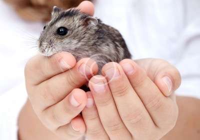 7 Small Pets for You