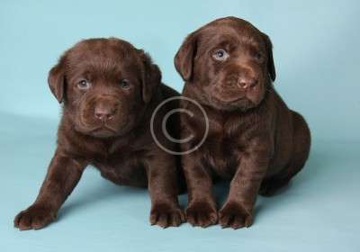 How to Pick a Loving Pup