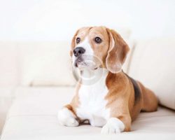 Secrets to a Better Life With Your Dog