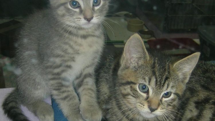 His Imperial Maxness