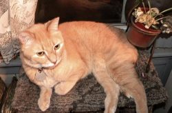 ChesterMyles Stolzfuss Rawsonwolfe