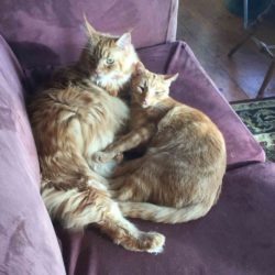 NEADY Cat Garth (rt) and buddy Rowan
“Brotherly Love”
Owner is Betsy  Gibson, Princeton, MA