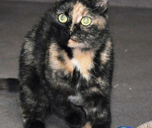 Resident NEADY Cat Dolores