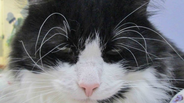 Resident NEADY Cat Mr. Boots