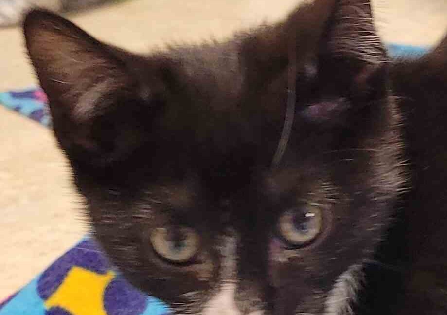 Sophia