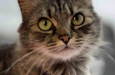 Amelia