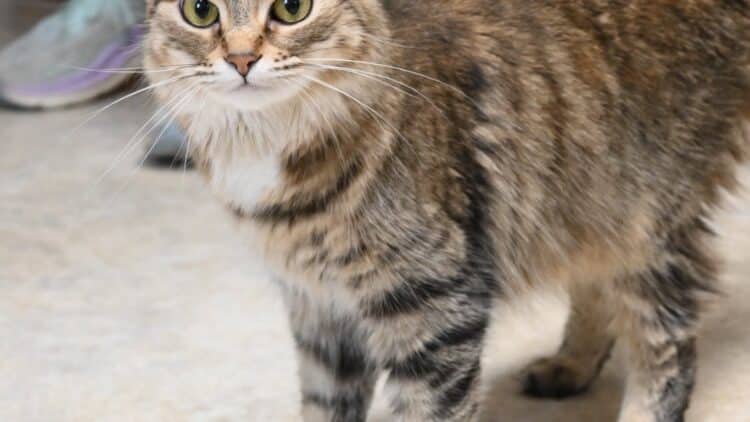 Juliet